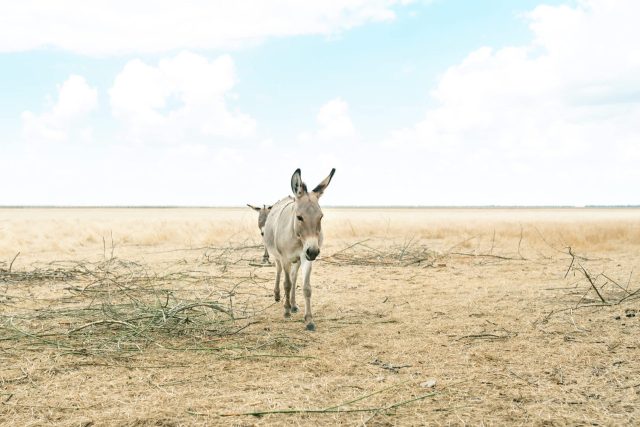 A donkey walks through a dry, barren field scattered with twigs under a blue sky with clouds.