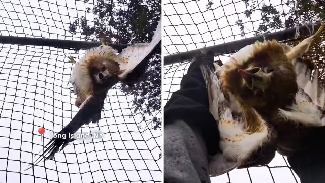 A person rescuing a hawk.