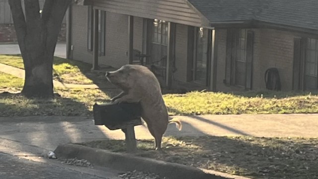 A wild hog mounted behind an outdoor mailbox.