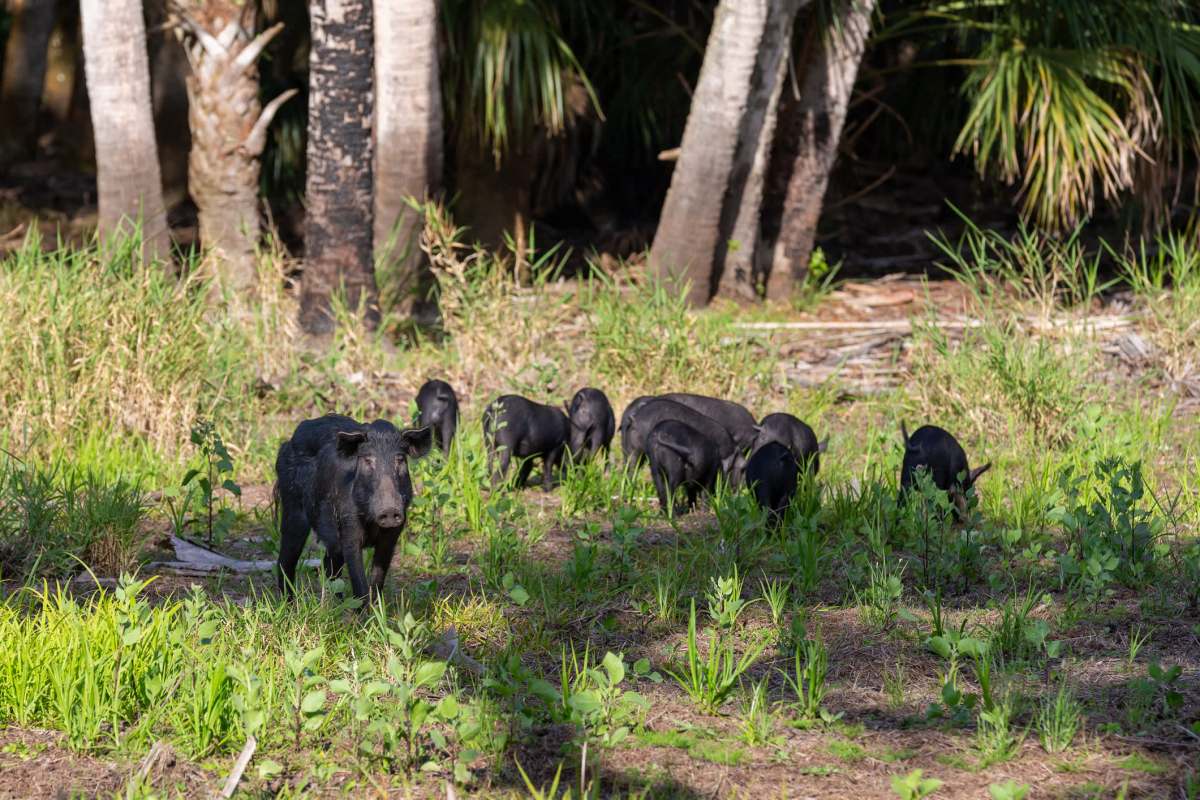 A group of black pigs forages in a grassy area surrounded by palm trees.