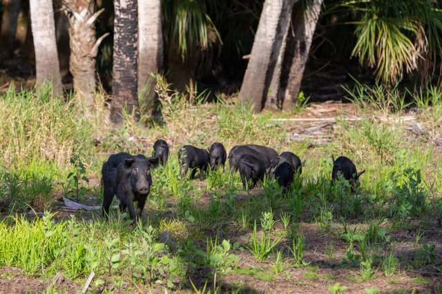 A group of black pigs forages in a grassy area surrounded by palm trees.