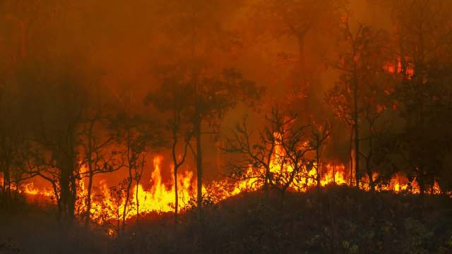 A forest engulfed in flames with smoke and an orange glow lighting up the trees.