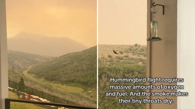 A hazy landscape of mountains and hills with a feeder for hummingbirds in the foreground and a smoky sky.