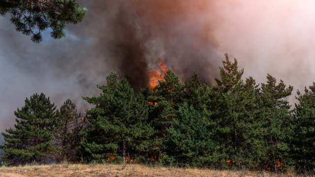 A forest fire engulfing trees, with smoke and flames rising against a darkened sky.