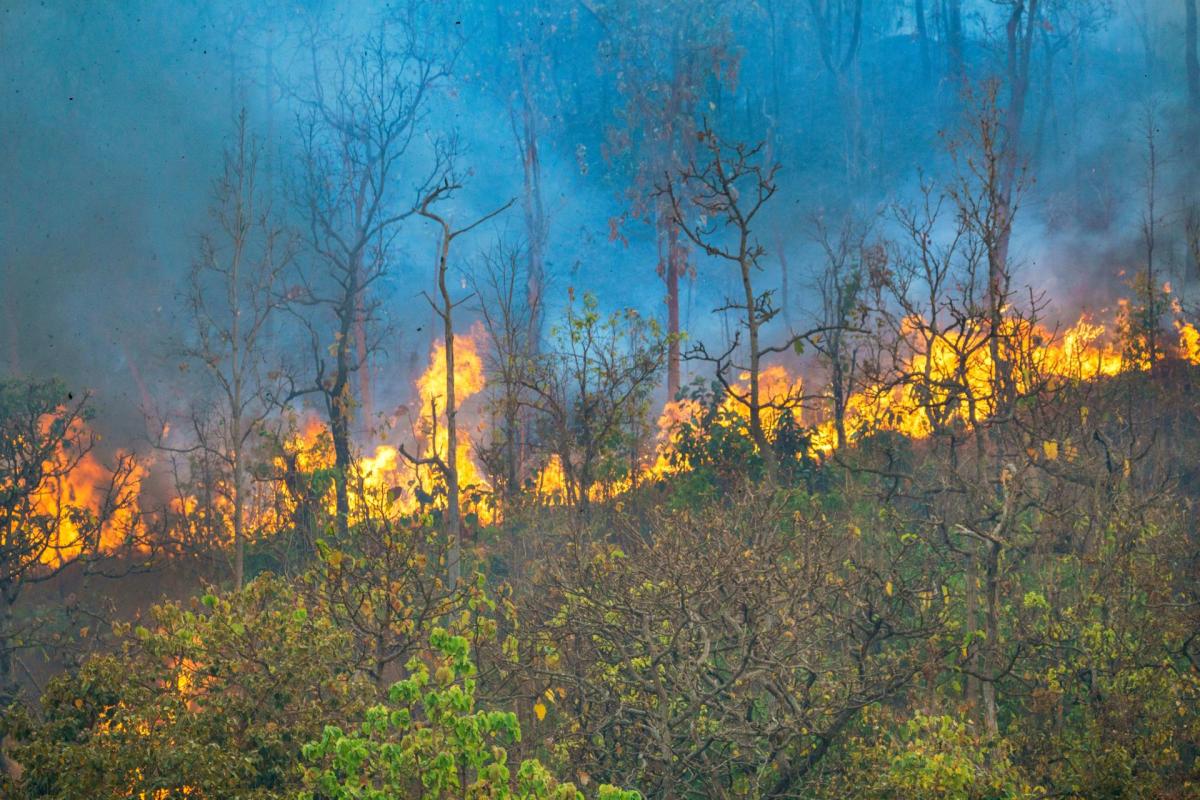 A wildfire.