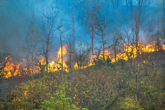 A wildfire.