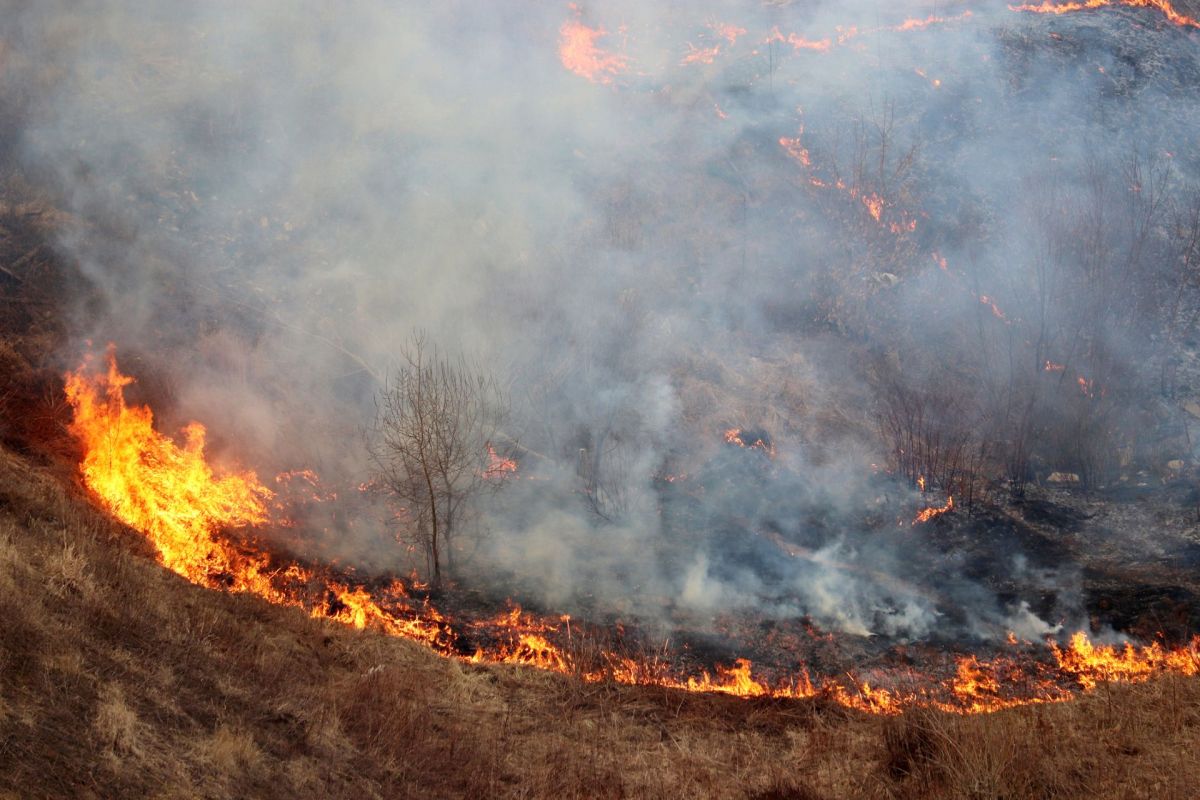 A wildfire.