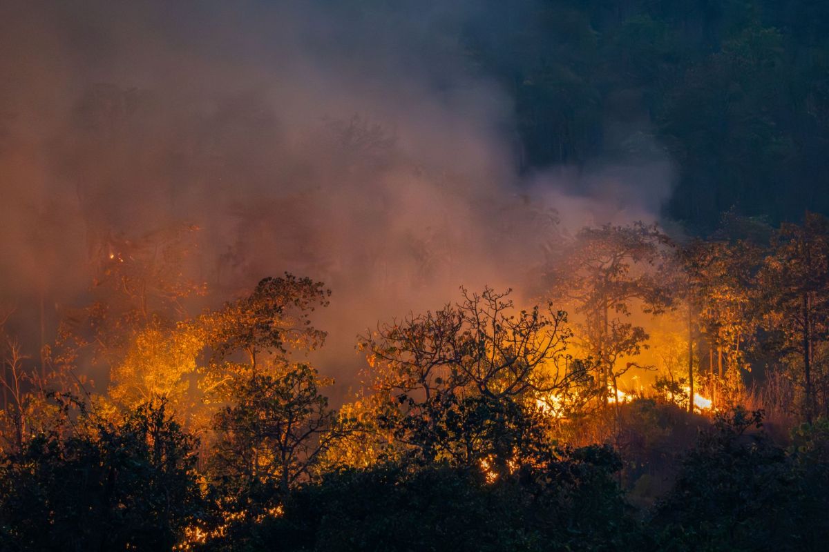 A wildfire.