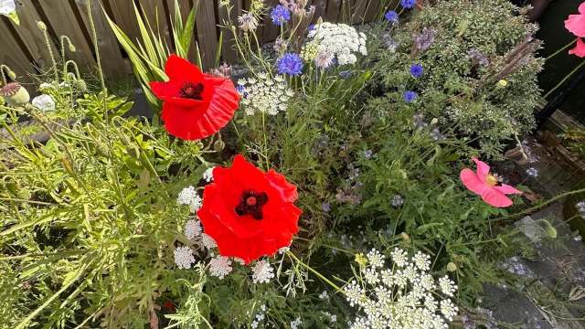 A garden with red poppies and other wildflowers.