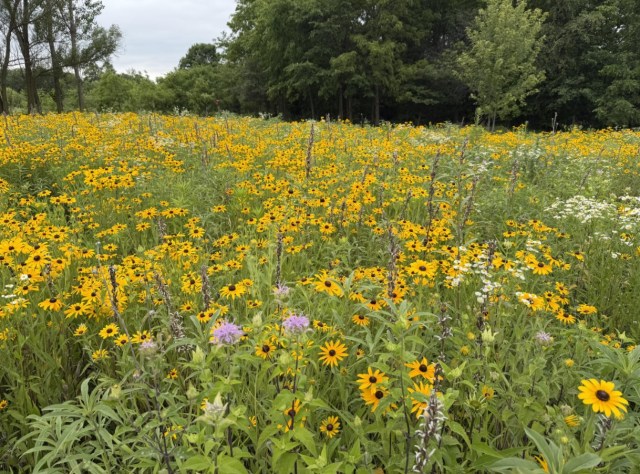 A field with yellow, purple, and white flowers.