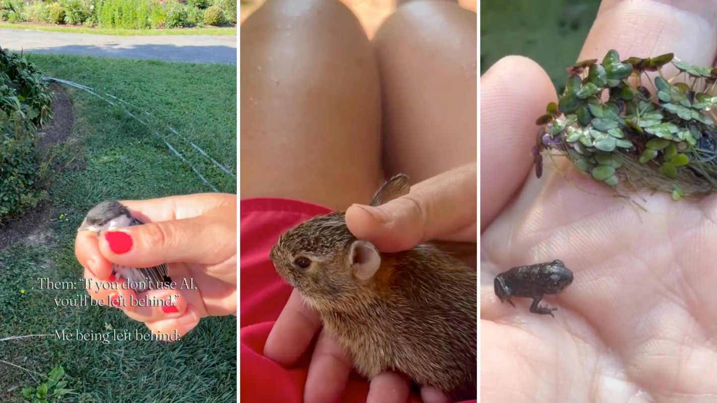 A collage of three images featuring a held bird, a small animal in a person’s lap, and a tiny frog in a hand.