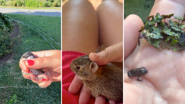 A collage of three images featuring a held bird, a small animal in a person’s lap, and a tiny frog in a hand.