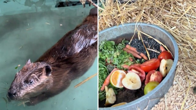A beaver swimming in shallow water next to a bowl of fresh vegetables and fruits.