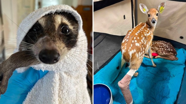 A raccoon wrapped in a towel and a fawn with a bandaged leg resting in a pet enclosure.