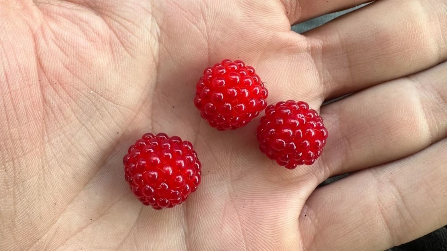 Three bright red wineberries resting in an open palm.