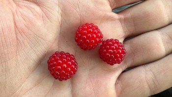 Three bright red wineberries resting in an open palm.
