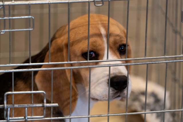 A beagle dog gazes curiously through the bars of a kennel.