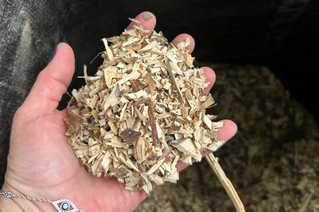 A hand holding a handful of wood shavings.