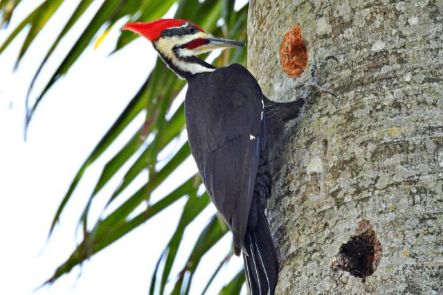 A pileated woodpecker with a striking red crest pecks at a tree trunk near its nesting hole.
