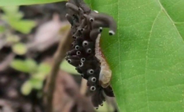 A caterpillar covered in tube-like structures.