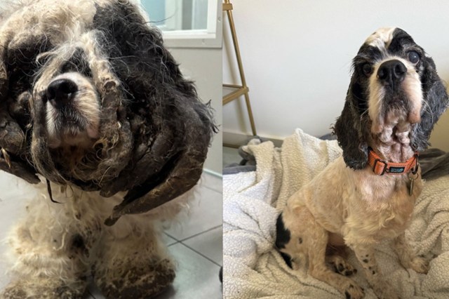Before and after of a neglected dog. On the left is the dog with thick matted fur covering its entire body and eyes, on the right is the dog with a clean shave and a collar.