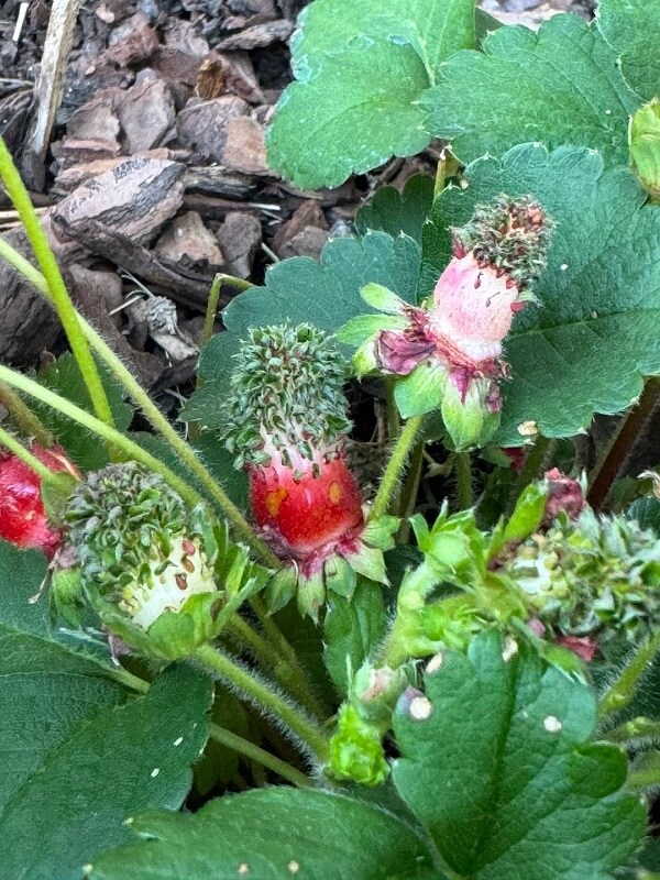 Strawberries growing among green leaves and mulch.