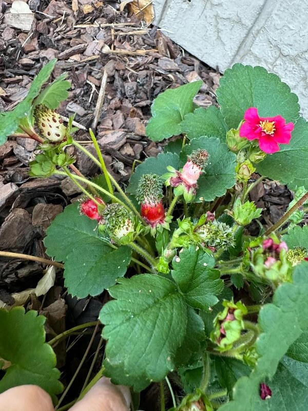 Strawberries growing among green leaves and mulch.
