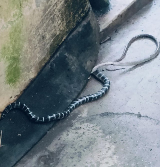 A dark snake with white stripes slithering across concrete.