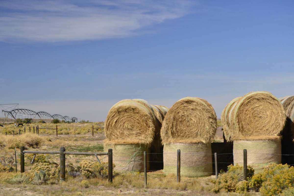 Hay bales are stacked neatly in a dry, open field under a clear blue sky.