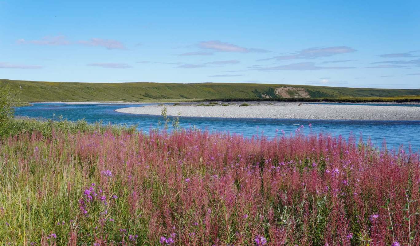 A tranquil river meanders through green hills, bordered by vibrant pink wildflowers under a clear blue sky.