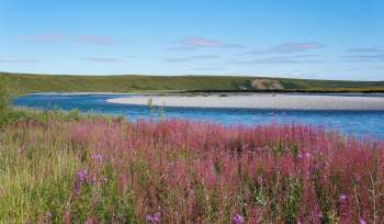 A tranquil river meanders through green hills, bordered by vibrant pink wildflowers under a clear blue sky.