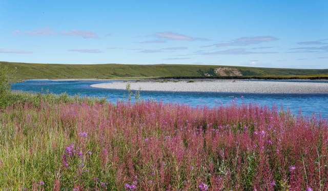 A tranquil river meanders through green hills, bordered by vibrant pink wildflowers under a clear blue sky.