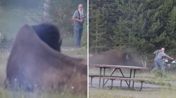 An elderly man runs away from a bison in a grassy area near a picnic table.