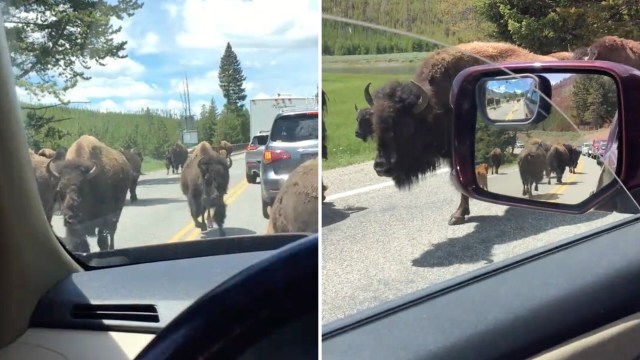 A herd of bison crossing a road.