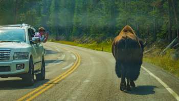 A bison walks along a winding road while a person leans out of a white SUV, taking a photo.