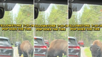 A bison popping a car tire.