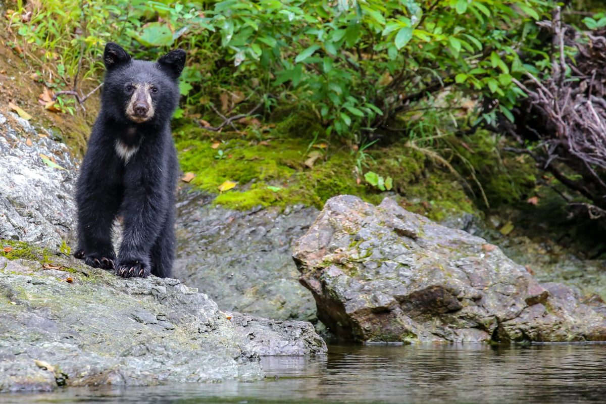 A black bear stands on a rocky shore beside calm water, surrounded by green foliage.
