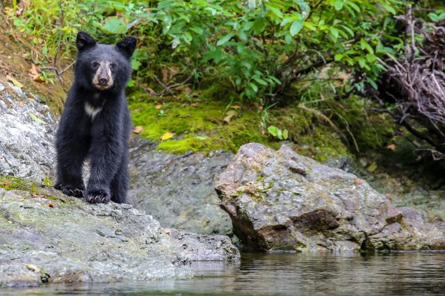 A black bear stands on a rocky shore beside calm water, surrounded by green foliage.