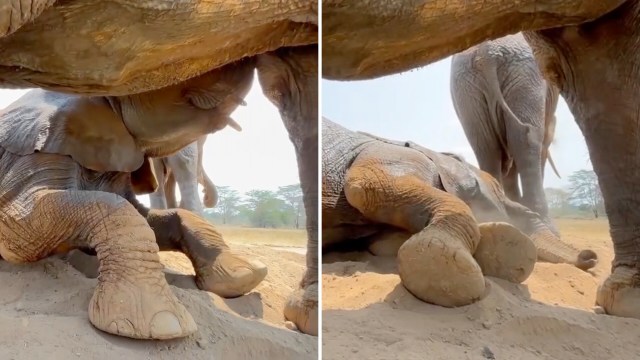 A young elephant lies on the ground, partially covered by another elephant's leg in a dusty outdoor setting.