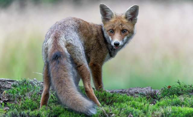 A red fox stands alert on a moss-covered log, looking back with its tongue out in a grassy clearing.