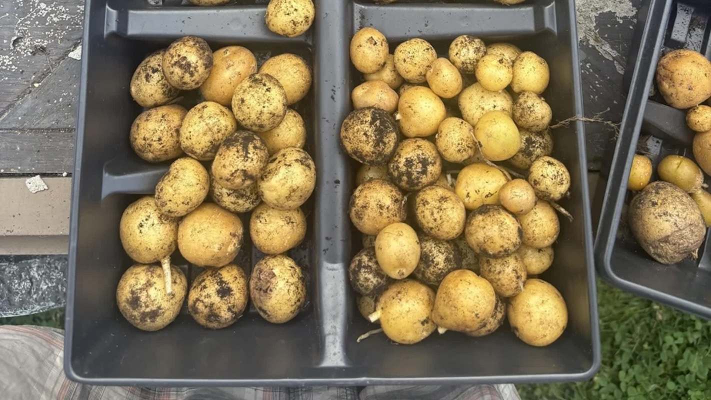 Two plastic trays filled with various sizes of freshly harvested, unwashed potatoes.