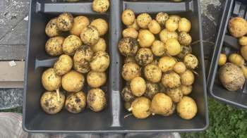 Two plastic trays filled with various sizes of freshly harvested, unwashed potatoes.