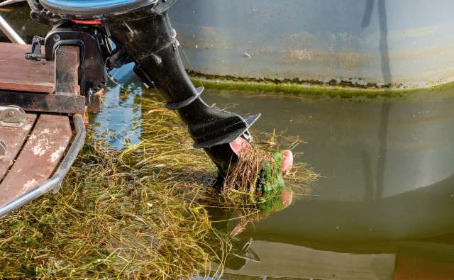 An outboard motor is partially submerged in water, entangled with aquatic plants and debris.