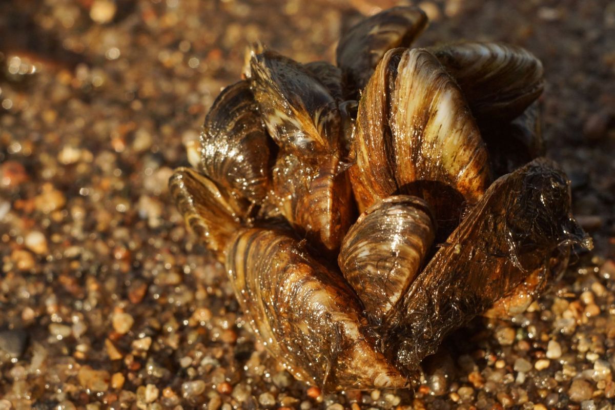 A cluster of zebra mussels.