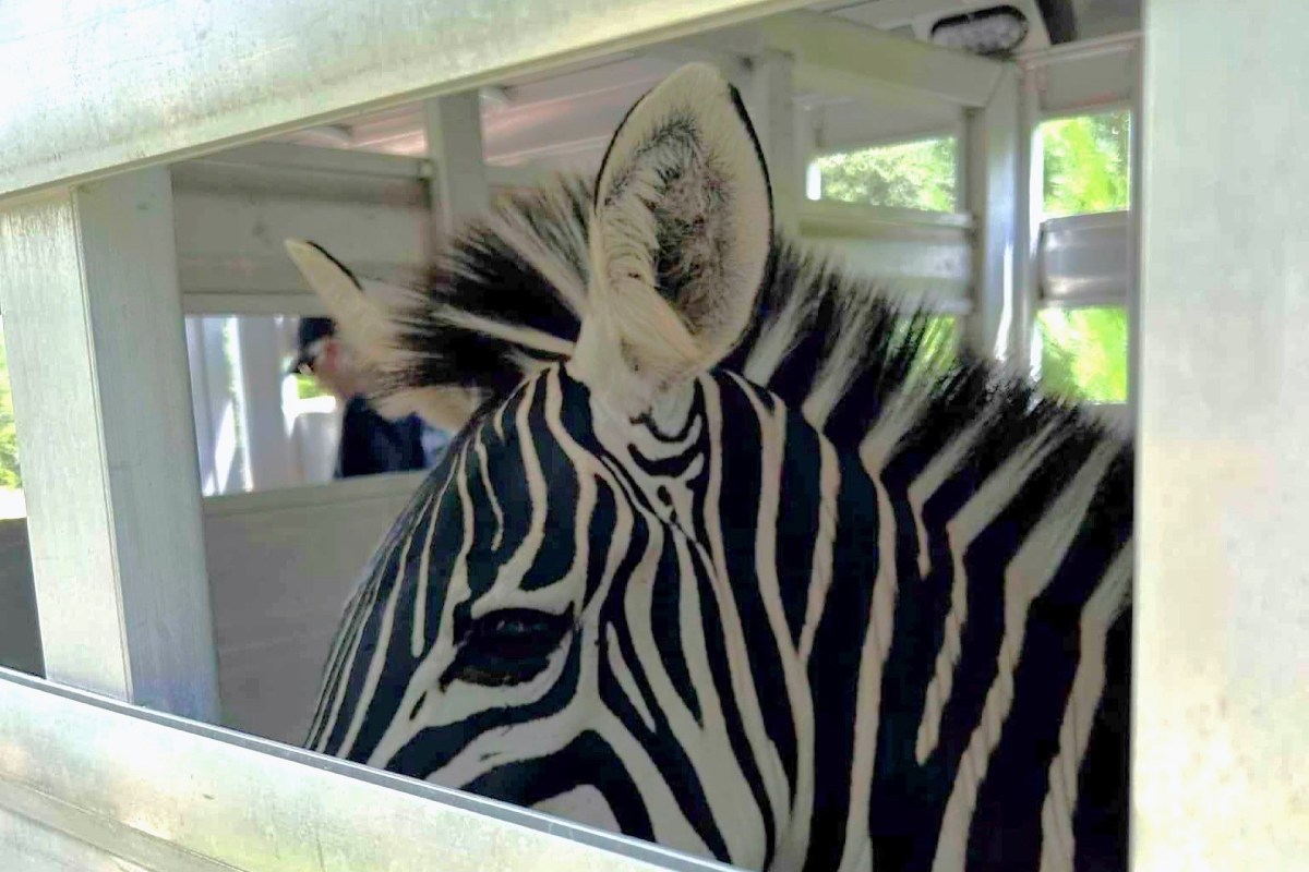 A close-up of a zebra's head with distinctive black and white stripes, peering through a window.