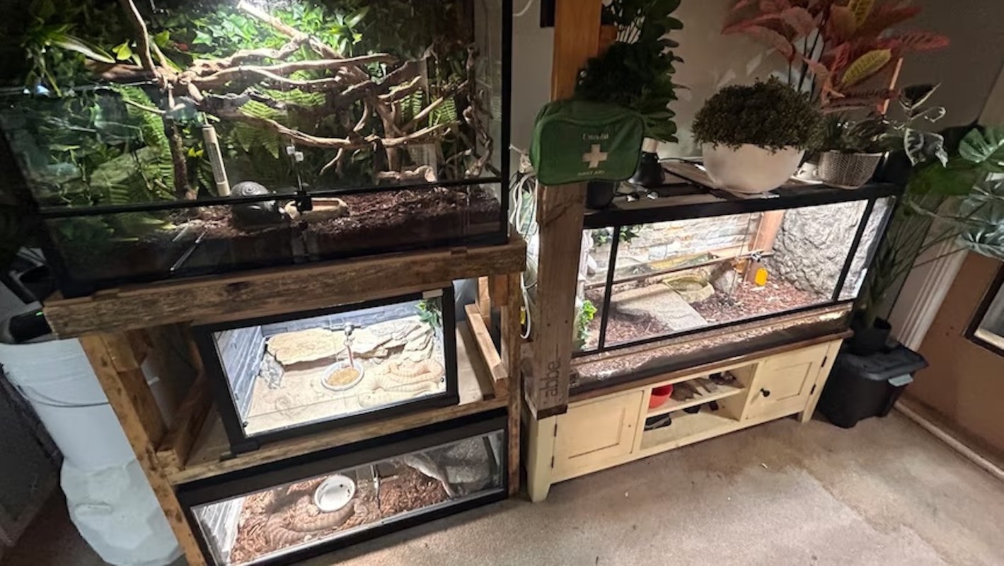 A collection of three glass terrariums with plants and natural decorations, showcasing habitats for reptiles or amphibians.