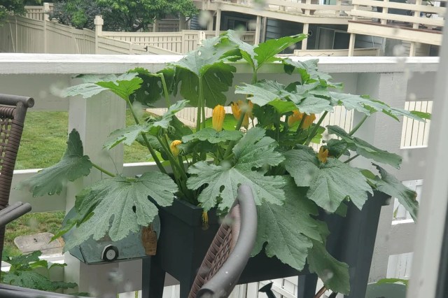 Zucchini growing in a planter on deck.