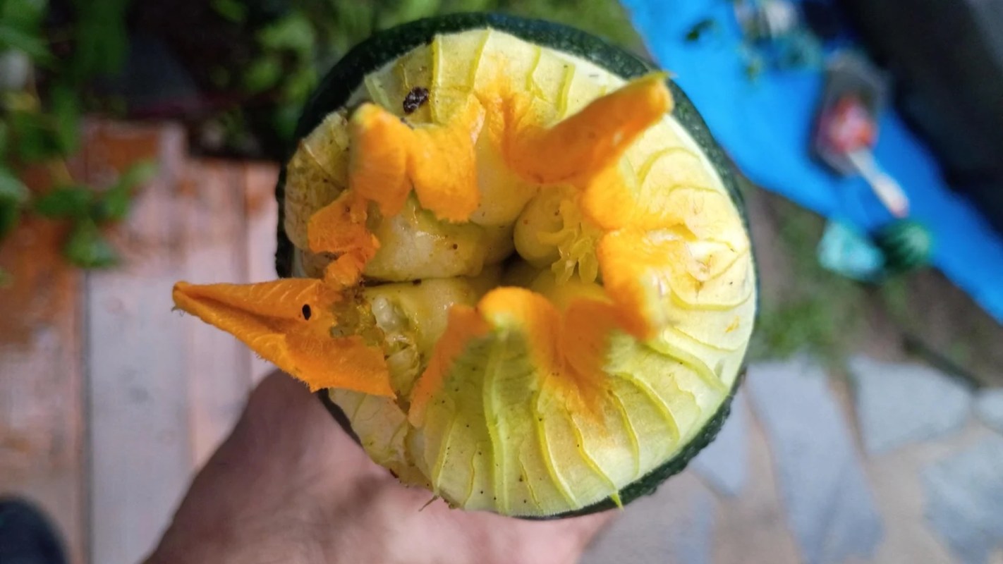 A zucchini with its flower still intact.