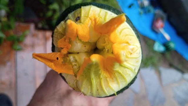 A zucchini with its flower still intact.