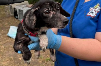 A person holding a rescued dog.